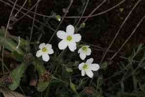 Mountain sandwort(Arenaria montana)
