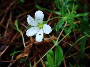 Mountain sandwort(Arenaria montana)