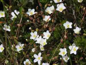 Mountain sandwort(Arenaria montana)