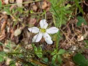 Mountain sandwort(Arenaria montana)