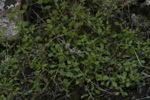 Sandworts (Arenaria)(Arenaria)