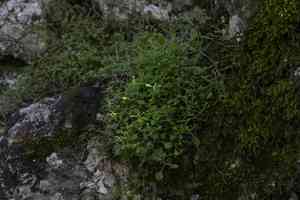 Sandworts (Arenaria)(Arenaria)