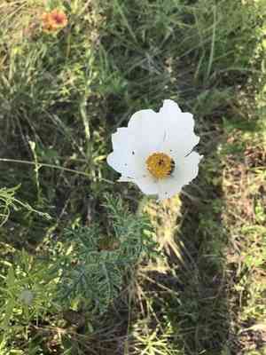 White prickly poppy(Argemone albiflora)