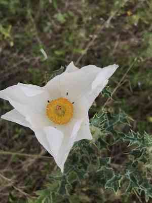 White prickly poppy(Argemone albiflora)