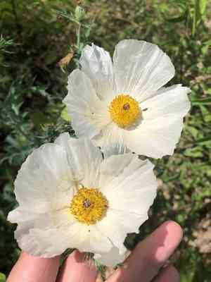 White prickly poppy(Argemone albiflora)