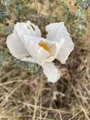 White prickly poppy(Argemone albiflora)