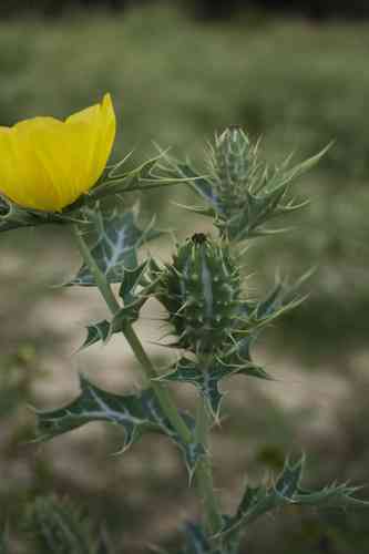 Mexican prickly poppy(Argemone mexicana)
