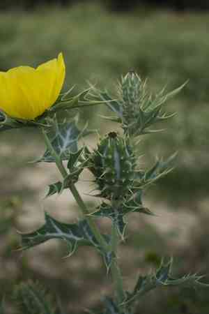 Mexican prickly poppy(Argemone mexicana)
