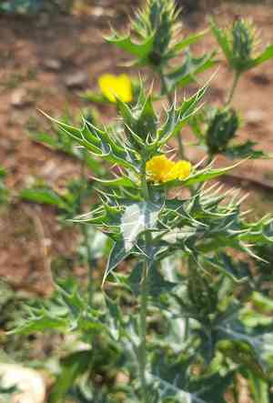 Mexican prickly poppy(Argemone mexicana)