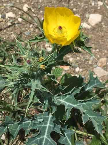 Mexican prickly poppy(Argemone mexicana)
