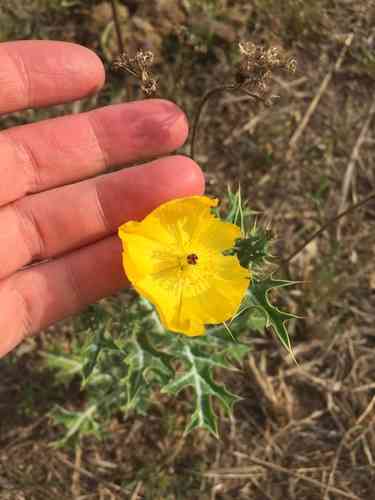 Mexican prickly poppy(Argemone mexicana)