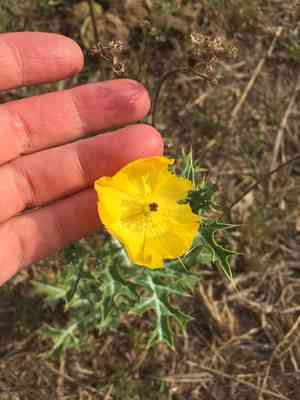 Mexican prickly poppy(Argemone mexicana)