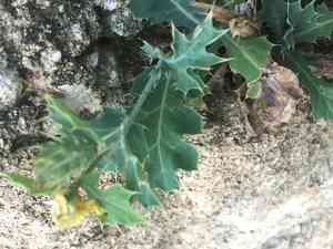Mexican prickly poppy(Argemone mexicana)