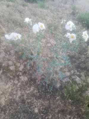 Chicalote(Argemone munita)