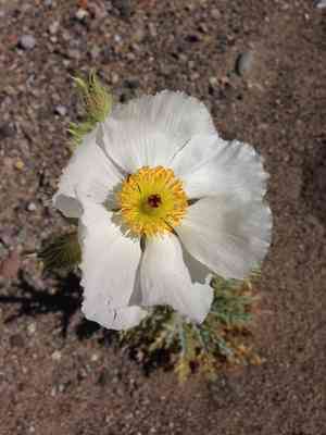 Chicalote(Argemone munita)