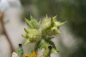 Chicalote(Argemone munita)
