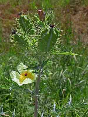 Pale mexican pricklypoppy(Argemone ochroleuca)