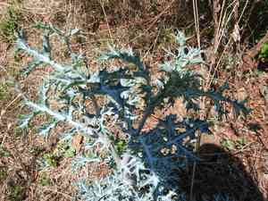 Pale mexican pricklypoppy(Argemone ochroleuca)