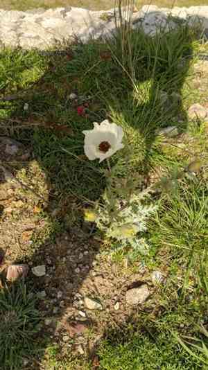 Chicalote poppy(Argemone platyceras)