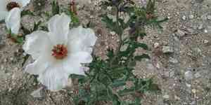 Chicalote poppy(Argemone platyceras)