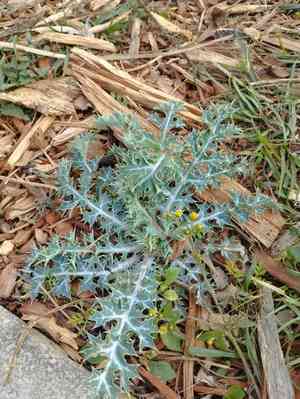 Chicalote poppy(Argemone platyceras)