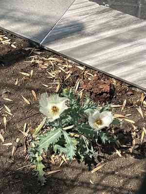 Chicalote poppy(Argemone platyceras)