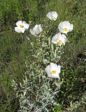 Southwestern pricklypoppy(Argemone pleiacantha)