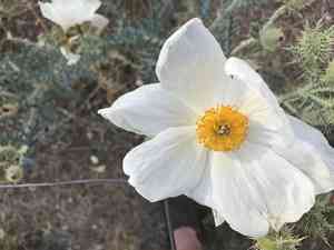 Southwestern pricklypoppy(Argemone pleiacantha)