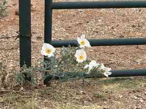 Southwestern pricklypoppy(Argemone pleiacantha)
