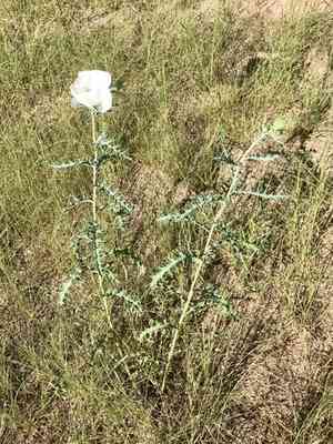 Southwestern pricklypoppy(Argemone pleiacantha)