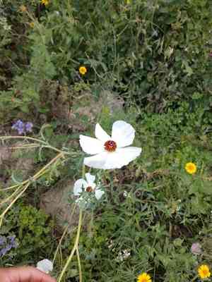 Red pricklypoppy(Argemone sanguinea)