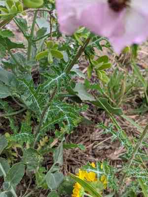 Red pricklypoppy(Argemone sanguinea)