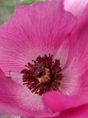 Red pricklypoppy(Argemone sanguinea)