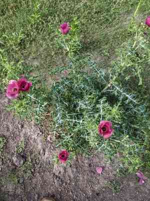 Red pricklypoppy(Argemone sanguinea)