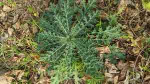 Prickly poppies (Argemone)(Argemone)