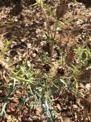 Prickly poppies (Argemone)(Argemone)