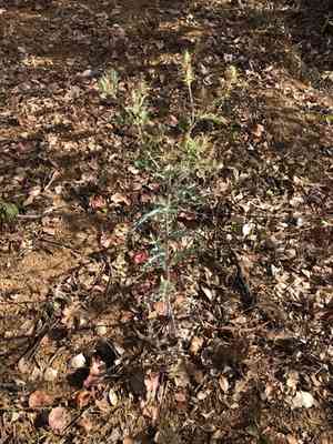 Prickly poppies (Argemone)(Argemone)