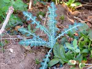 Prickly poppies (Argemone)(Argemone)
