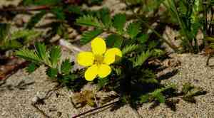 Silverweed cinquefoil(Argentina anserina)