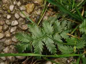 Silverweed cinquefoil(Argentina anserina)