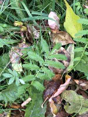 Silverweed cinquefoil(Argentina anserina)