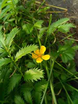 Silverweed cinquefoil(Argentina anserina)