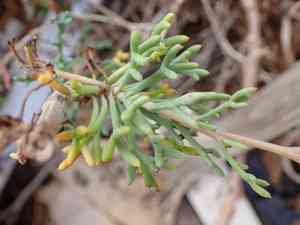 Marguerite daisy(Argyranthemum frutescens)