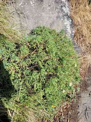 Marguerite daisy(Argyranthemum frutescens)