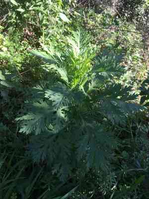 Marguerite daisy(Argyranthemum frutescens)