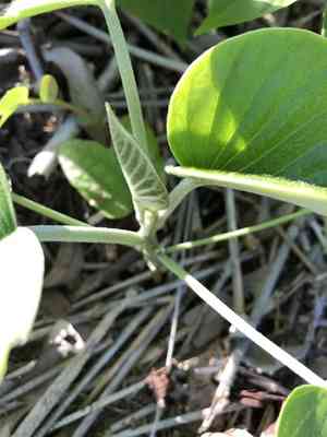 Elephant creeper(Argyreia nervosa)