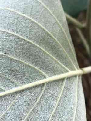 Elephant creeper(Argyreia nervosa)