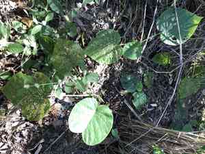 Elephant creeper(Argyreia nervosa)