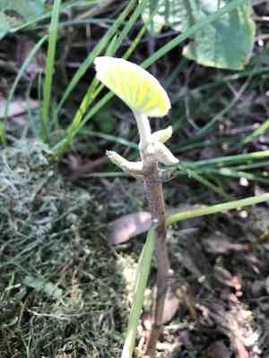 Elephant creeper(Argyreia nervosa)