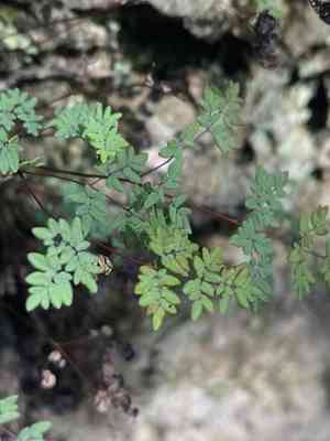 Powdery false cloak fern(Argyrochosma dealbata)